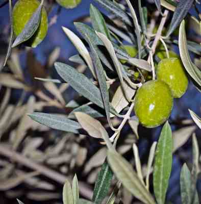 Olive Oil Health Benefits - It is Miracle Oil